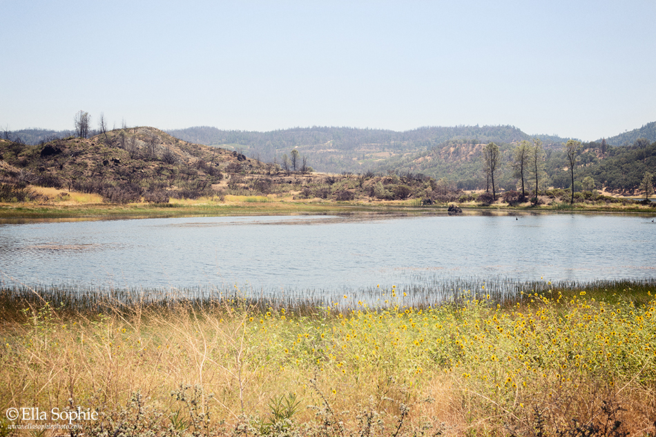 Burnt Napa County landscape, by Oakland photographer Ella Sophie